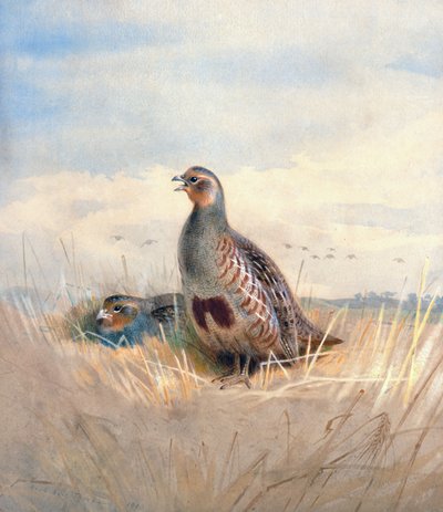 Two English Partridges by Archibald Thorburn